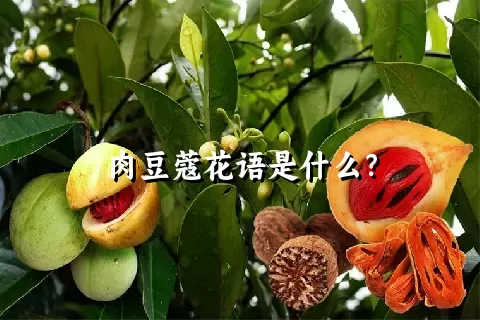 肉豆蔻花语是什么？