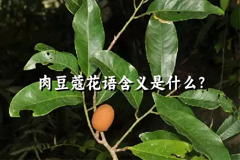 肉豆蔻花语含义是什么？