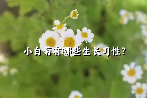 小白菊有哪些生长习性？