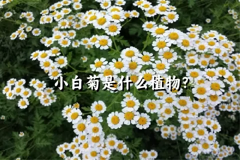 小白菊是什么植物？