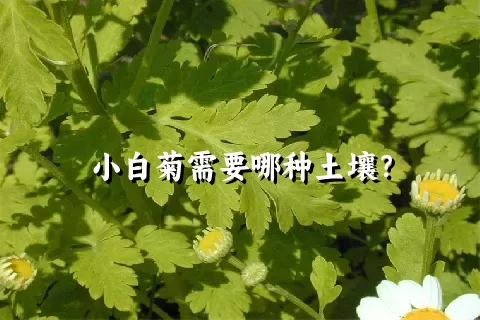 小白菊需要哪种土壤？