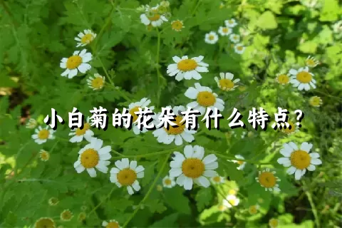 小白菊的花朵有什么特点？