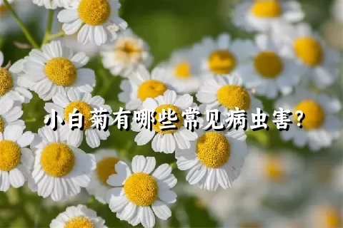 小白菊有哪些常见病虫害？