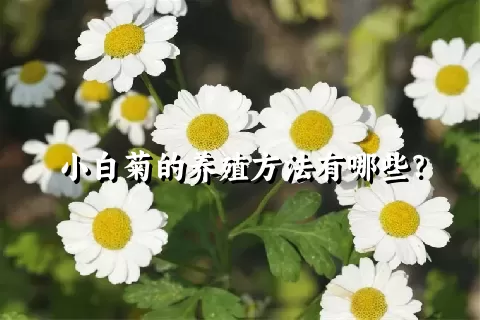 小白菊的养殖方法有哪些？