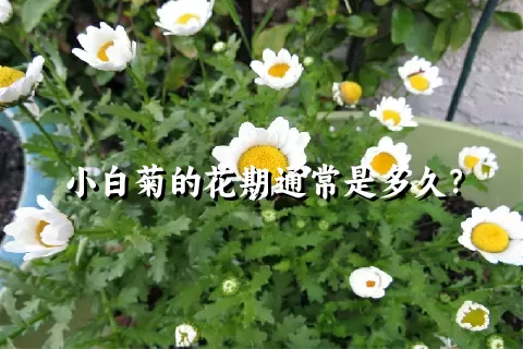 小白菊的花期通常是多久？