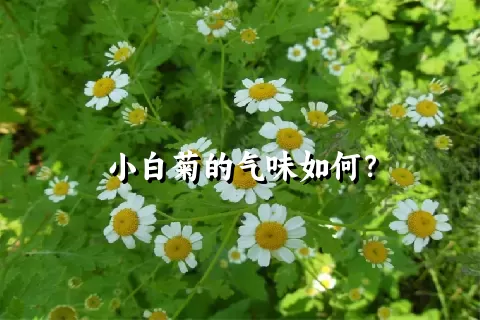 小白菊的气味如何？