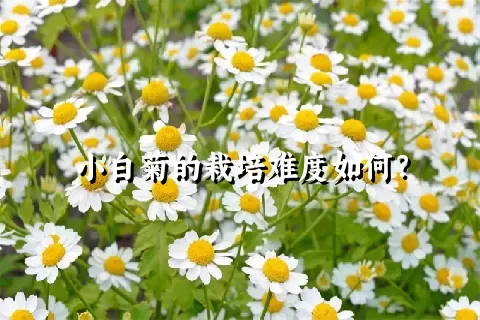 小白菊的栽培难度如何？