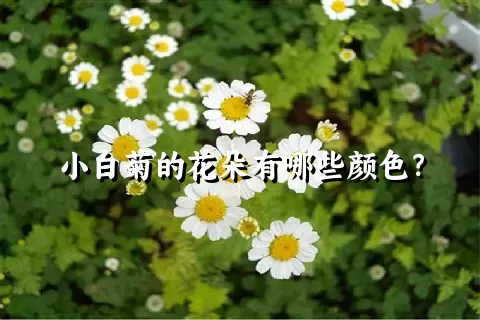 小白菊的花朵有哪些颜色？