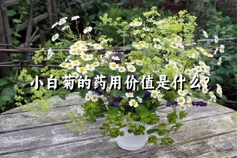 小白菊的药用价值是什么？