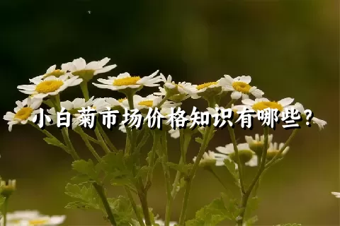 小白菊市场价格知识有哪些？