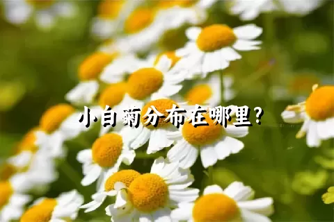 小白菊分布在哪里?