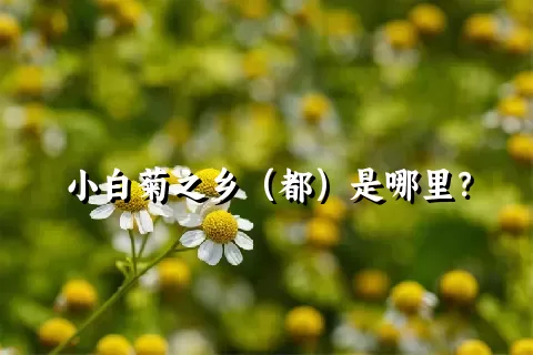 小白菊之乡（都）是哪里？