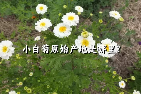 小白菊原始产地是哪里？