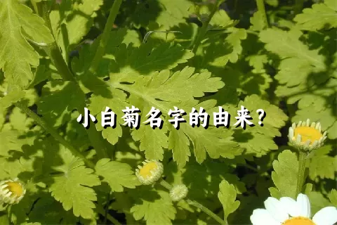 小白菊名字的由来？