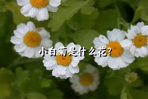 小白菊是什么花？