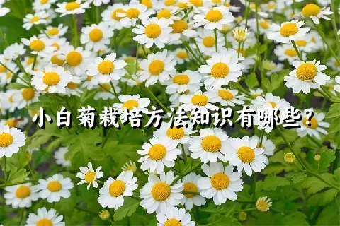 小白菊栽培方法知识有哪些？