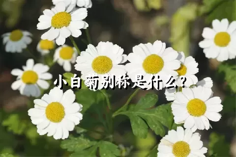 小白菊别称是什么？