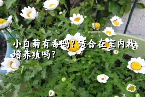 小白菊有毒吗？适合在室内栽培养殖吗？