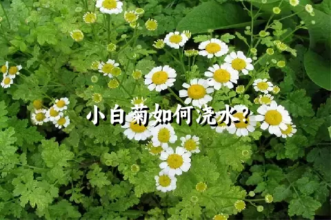 小白菊如何浇水？