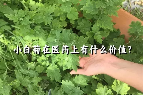 小白菊在医药上有什么价值？