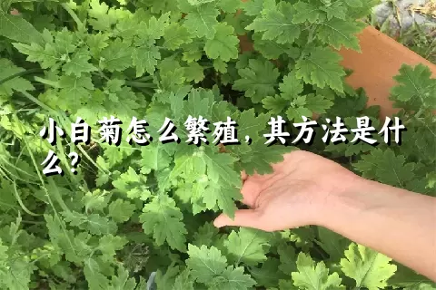 小白菊怎么繁殖，其方法是什么？