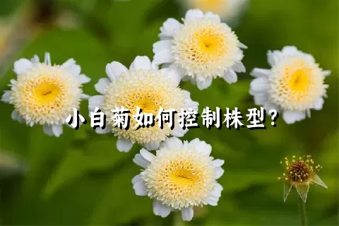 小白菊如何控制株型？