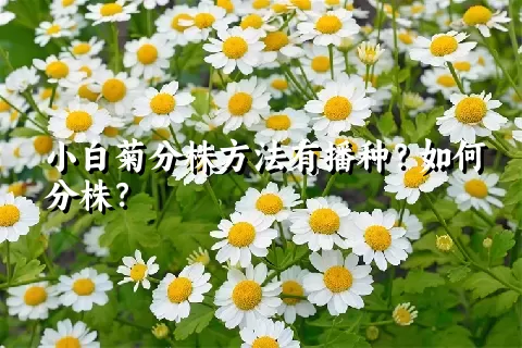 小白菊分株方法有播种？如何分株？