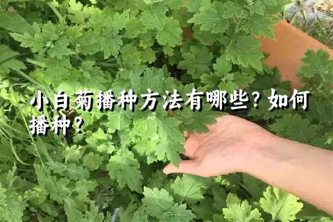 小白菊播种方法有哪些？如何播种？