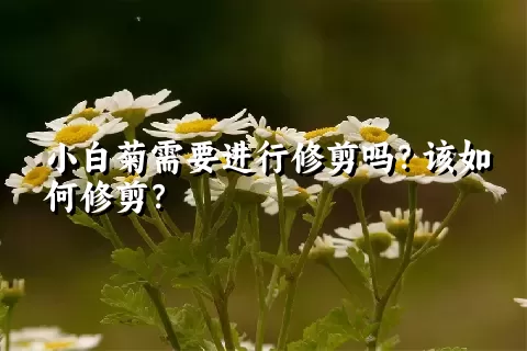 小白菊需要进行修剪吗？该如何修剪？