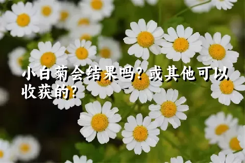 小白菊会结果吗？或其他可以收获的？