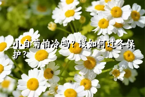 小白菊怕冷吗？该如何过冬保护？