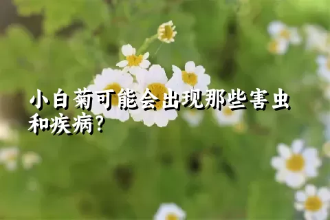 小白菊可能会出现那些害虫和疾病？