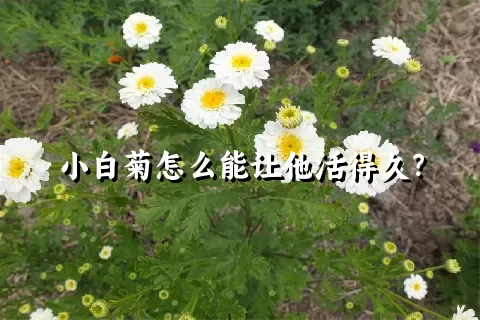 小白菊怎么能让他活得久？