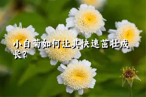 小白菊如何让其快速茁壮成长？