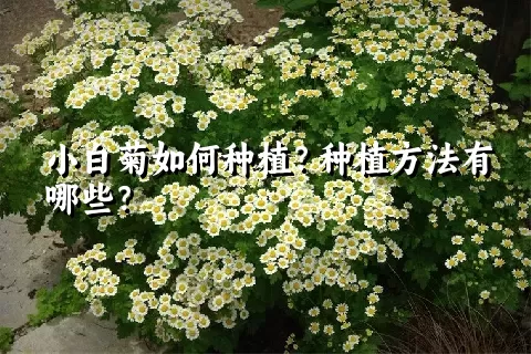 小白菊如何种植？种植方法有哪些？