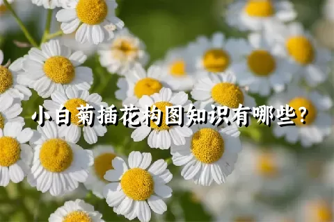 小白菊插花构图知识有哪些？