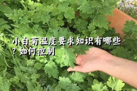 小白菊温度要求知识有哪些？如何控制