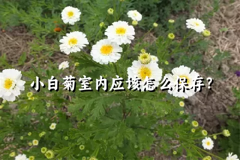 小白菊室内应该怎么保存？