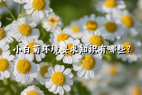 小白菊环境要求知识有哪些？