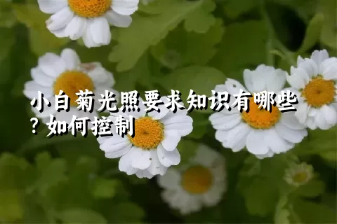 小白菊光照要求知识有哪些？如何控制