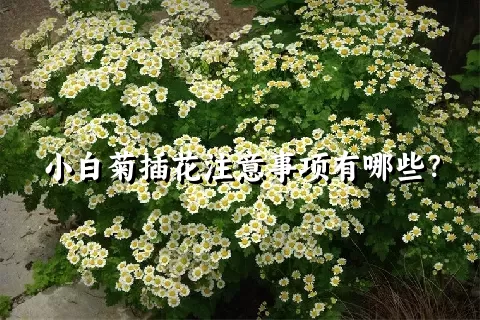 小白菊插花注意事项有哪些？