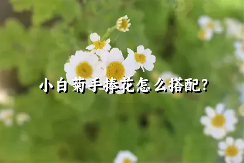 小白菊手捧花怎么搭配？