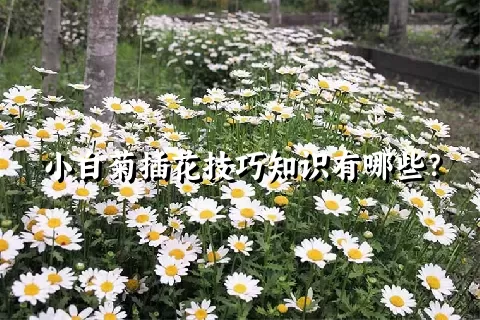 小白菊插花技巧知识有哪些？