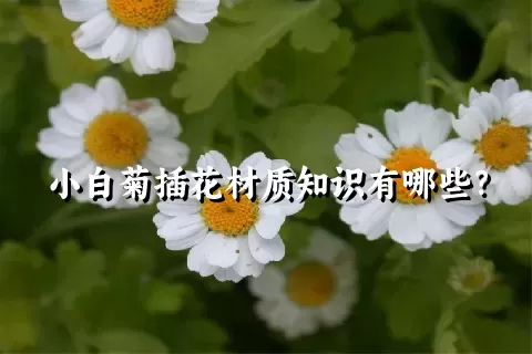 小白菊插花材质知识有哪些？