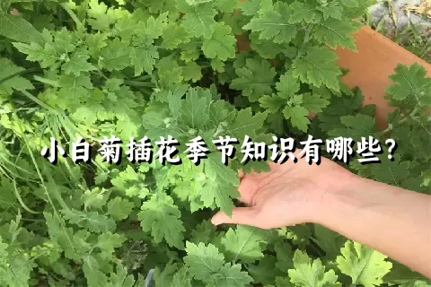 小白菊插花季节知识有哪些？