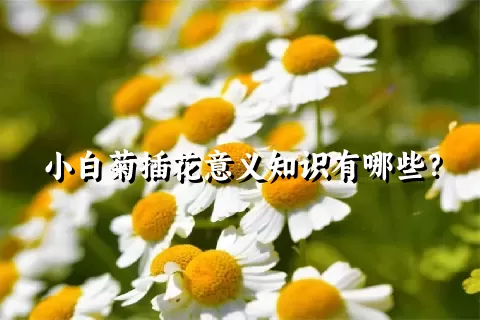 小白菊插花意义知识有哪些？