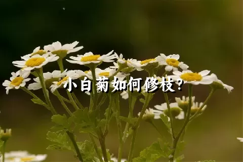 小白菊如何修枝？