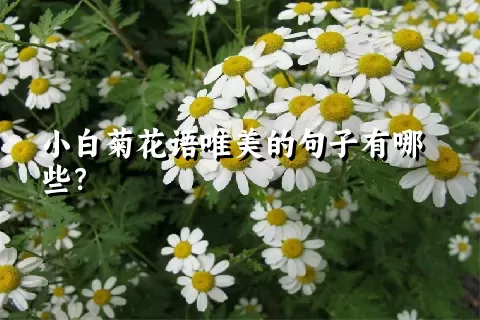 小白菊花语唯美的句子有哪些？