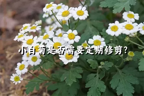 小白菊是否需要定期修剪？