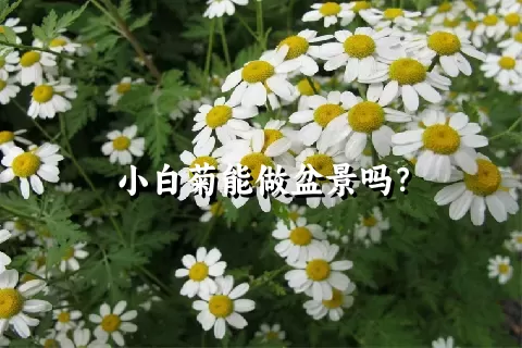 小白菊能做盆景吗？